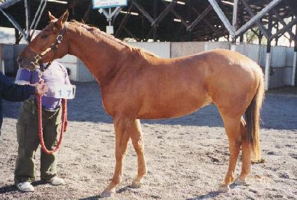 ���峪��Ʈ�� ����