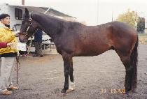 �����ڶ� (RICIJARA) ����