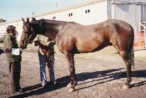 �޸Ӹ����͹��� (MEMORY��S TOBACCO) ����