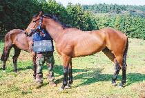 �ƿ������� (OUR VIPER) ����