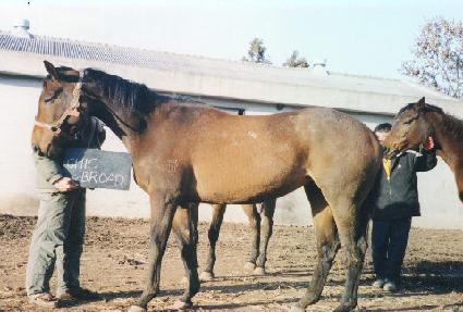 Ģ��ε� ����