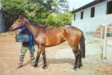 ������ ����