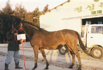 ����Ʈ���̾��� ����