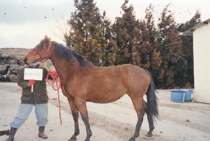 �̳����� ����