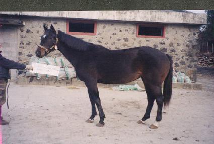 ����Ƽ�������� ����