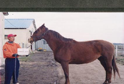 ���̾Ƹ�巣�� ����