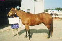 PETTICOAT PROSPECT picture