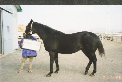 �ô�����Ʈ������ ����