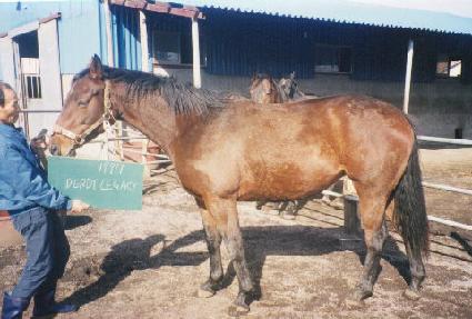 ���񷹰Ž� ����