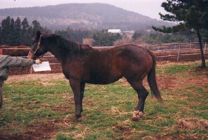 ���̵�δϽ� ����