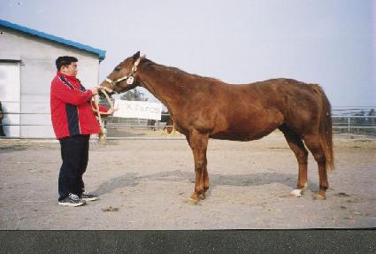 �������� ����