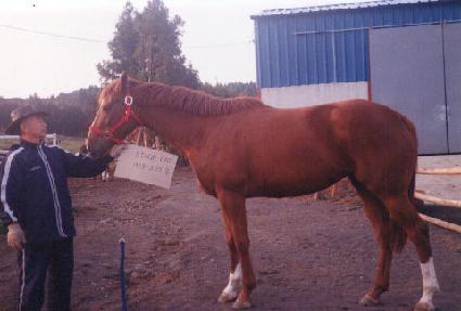 ��������Ĺ ����