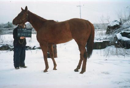 �̾ƺ��丮�� ����