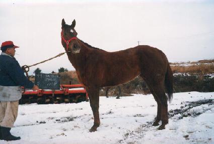 ��Ƽ�ø��� ����