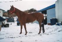 ���������罺 (WEDDING BELL BLUES) ����