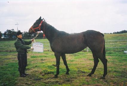 �����亣�̺� ����