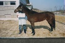 �̽�����Ƽ����� (MISS NATIVE LINE) ����