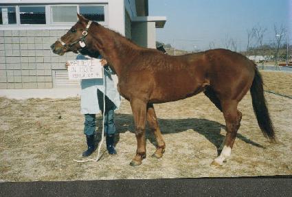 ��������ȣ�� ����