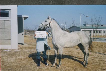 ���Ϻ���̵� ����