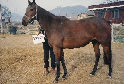 ���̾�� ����