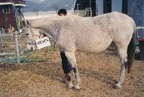 ����̹��� (GOLDEN IMAGE) ����