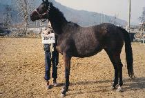 ��ƾ���� (MARTIN LEAD) ����