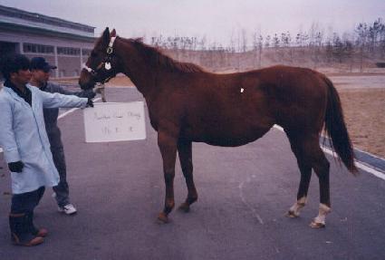 ������� ����