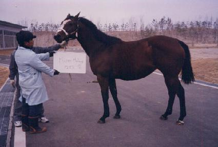 �̽�Ƽ�ᷯ�� ����