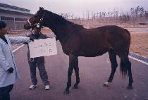 ����������� (STORM OF JOY) ����