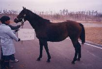 Ʈ���ôٿ�̵� (TRIPLE DOWN LADY) ����