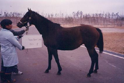 Ʈ���ôٿ�̵� ����