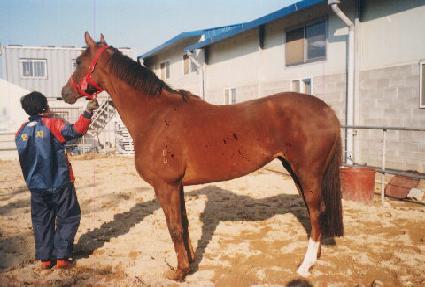 ������ƪ ����