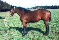 ��ĳó�� (UNCATCHABLE) ����