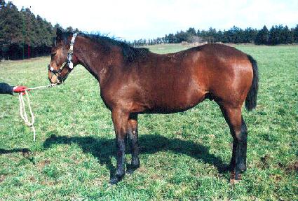 ��ĳó�� ����