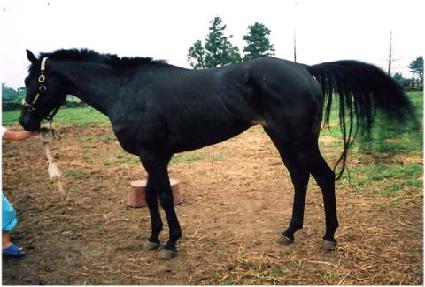 ���̿�Ʈ ����