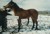 ���̽��� (ICE CONE) ����