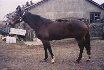 ����Ÿ���� (SHARP TIMES) ����