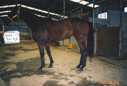 ���̾Ƹ����� ����