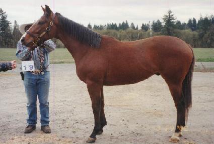 �н�Ʈ���δ��� ����