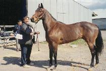 �ź긮�� (SHER BRIDGE) ����