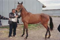 ��������ϵ� (DAD WAS WILD) ����