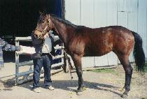 ���� (SHER HILL) ����