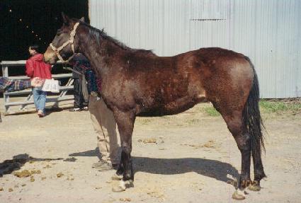 ĳ���轺Ŷ ����