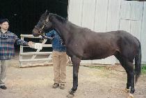 �������۷θ� (WHISTLING GLORY) ����