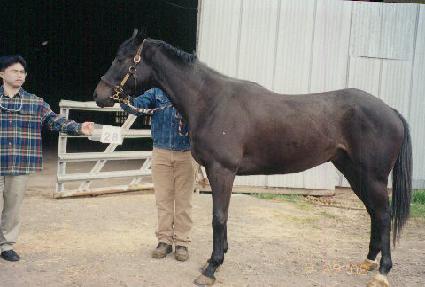 �������۷θ� ����