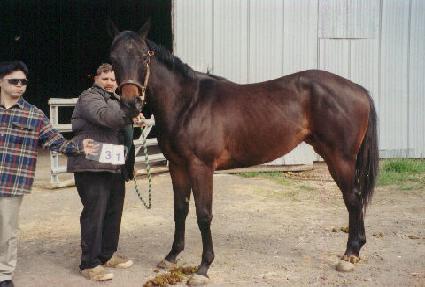 �������ֳ������� ����