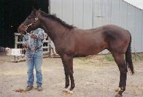 �ν���Ʈ�� (BUSH COUNTRY) ����