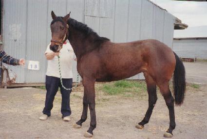 �н�Ʈ�÷�Ʈ ����