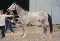 �и�ũ��� (LONELY CROWN) ����