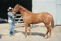 ��ư���� (TETON PINE) ����